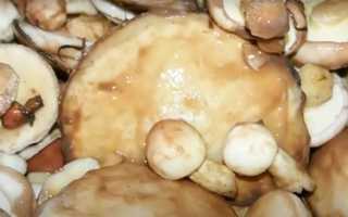 Рыжики в томатной заливке: рецепты вкусных блюд
