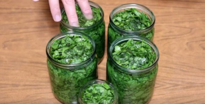 консервация щавеля холодным способом