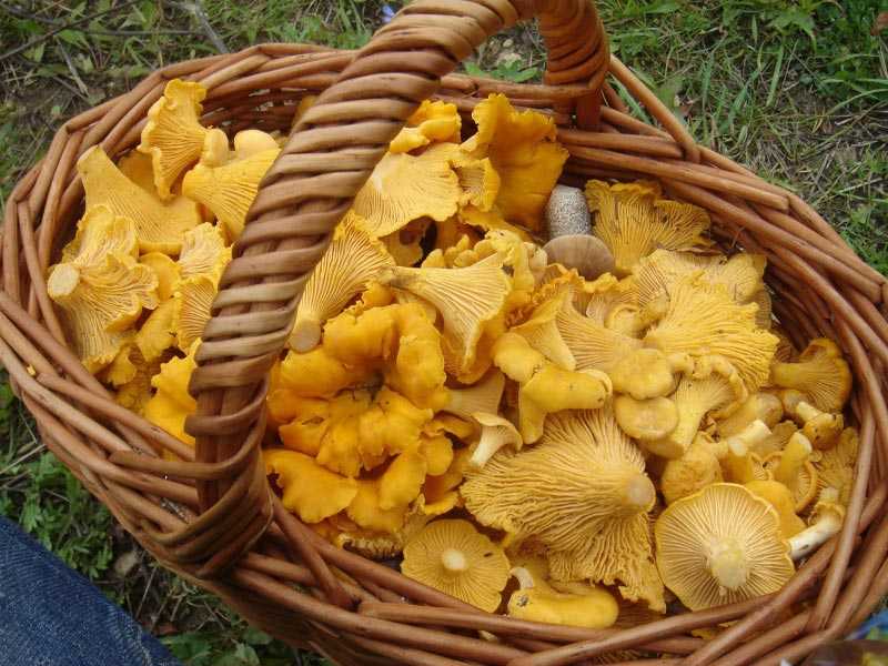 Замороженные лисички: как готовить в сметане